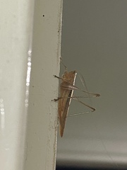 Conocephalus maculatus