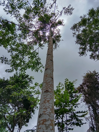 Cananga odorata