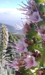 Echium virescens image