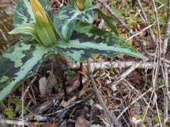 Trillium underwoodii