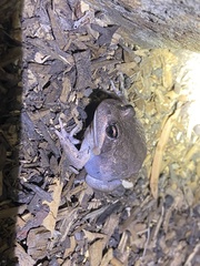 Limnodynastes dumerilii dumerilii