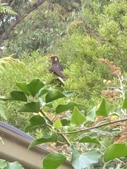 Zanda funerea funerea