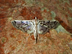 Rhimphalea