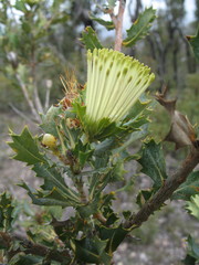 Banksia obovata