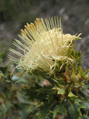 Banksia obovata