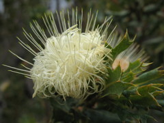 Banksia obovata