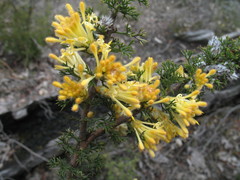 Petrophile serruriae