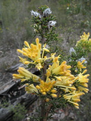 Petrophile serruriae