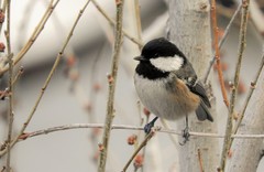 Periparus ater vieirae