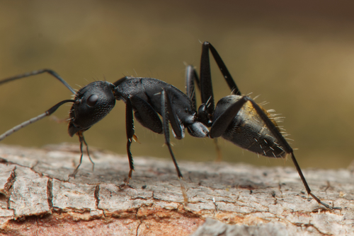 Golden-tailed Sugar Ant photo 3