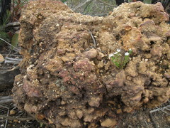 Orianthera serpyllifolia