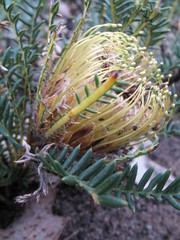 Banksia arctotidis
