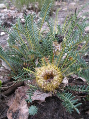 Banksia arctotidis