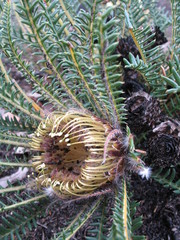 Banksia arctotidis