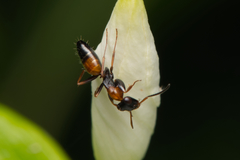 Opisthopsis picta