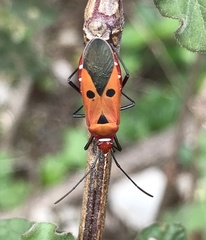 Dysdercus cingulatus