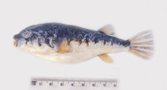 Tetractenos hamiltoni