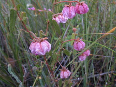 Thomasia rhynchocarpa