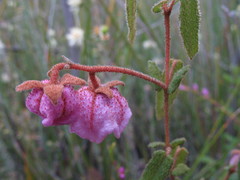 Thomasia rhynchocarpa