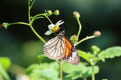 Danaus genutia