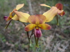 Diuris amplissima