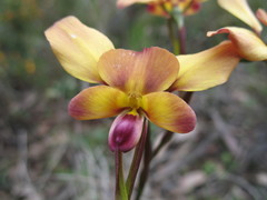 Diuris amplissima