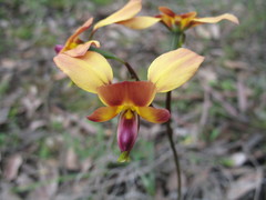 Diuris amplissima