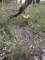 Diuris amplissima