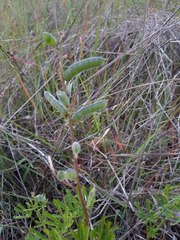 Lupinus truncatus