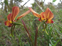 Diuris amplissima