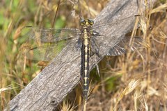 Phanogomphus kurilis