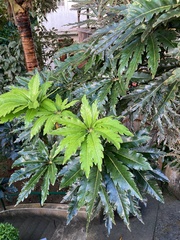 Plerandra elegantissima