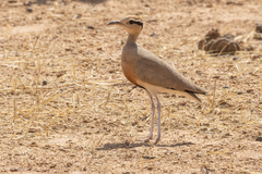 Temminck's Courser photo 2