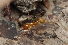 Aphaenogaster pythia