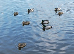 Anas platyrhynchos