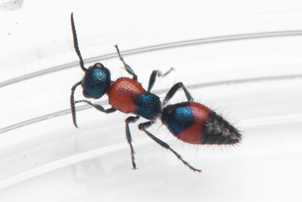 Ephutomorpha rubromaculata
