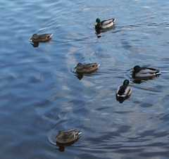 Anas platyrhynchos