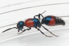 Ephutomorpha rubromaculata