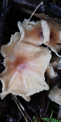 Collybia eucalyptorum