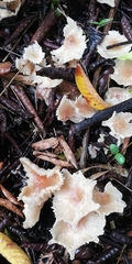 Collybia eucalyptorum