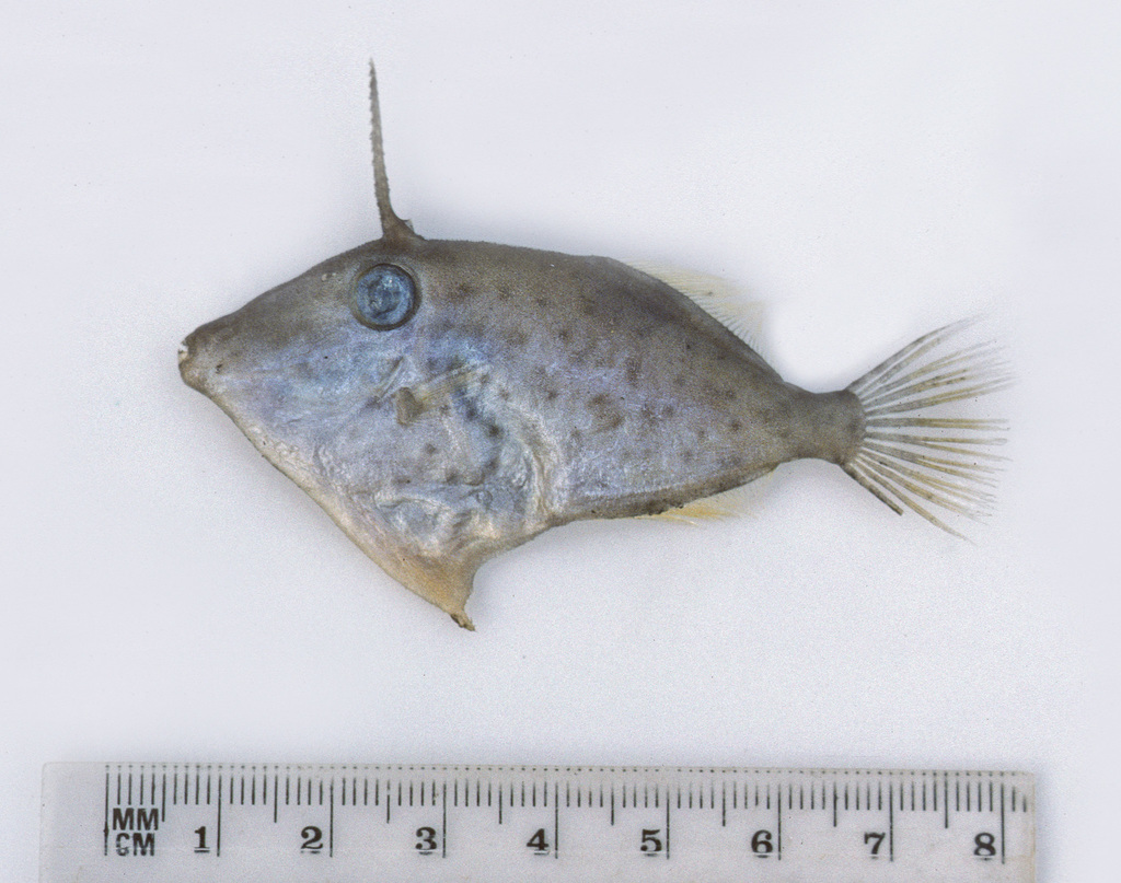 Lesser-Spotted Leatherjacket