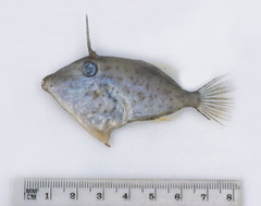 Thamnaconus hypargyreus