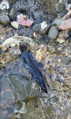 Acanthoclinus fuscus