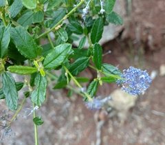 Ceanothus parryi