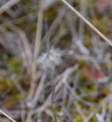 Trifolium angustifolium
