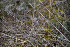 Trifolium angustifolium