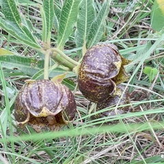 Pachycarpus grandiflorus