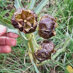 Pachycarpus grandiflorus