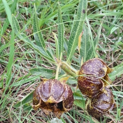Pachycarpus grandiflorus