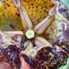 Pachycarpus grandiflorus